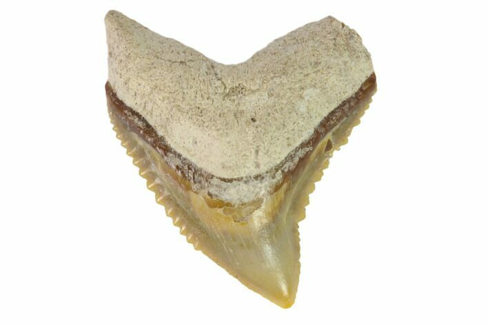 Fossil Bull Shark Tooth - Bone Valley, Florida #145183